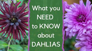 Growing dahlias  everything you need to know about how to choose and grow dahlias [upl. by Arakawa]