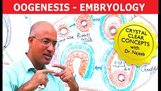 Oogenesis  Gametogenesis  Embryology🩺 [upl. by Rehc688]