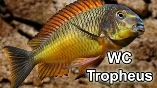 Tropheus Moorii Kazumba  Golden Kazumba  Wild Caught F0  Québec Cichlidés [upl. by Eniloj271]