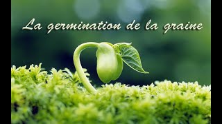 La germination de la graine [upl. by Bernardo]