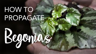 How to Propagate Begonias from leaves and stem cuttings [upl. by Can]