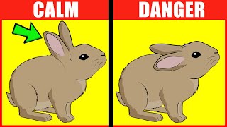 Rabbit Body Language Explained [upl. by Lleynad]