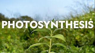 Definitions in the Field Photosynthesis [upl. by Primrosa]