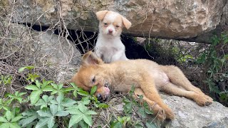 The cry for help of two dogs abandoned by their cruel owner on the side of the road and I saved them [upl. by Asetal]