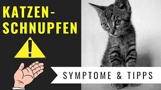 Katzenschnupfen  Symptome Gefahren amp Behandlung [upl. by Jacinthe]