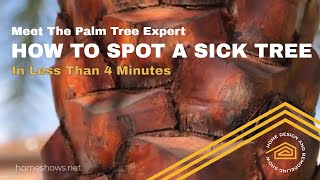 How To Spot A Sick Palm Tree  QUICK TIP [upl. by Pacian]