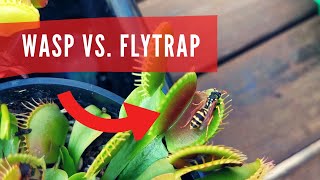 Dionaea Muscipula eating insect wasp gets eaten alive giant venus flytrap carnivorous plant eating [upl. by Attenyt]