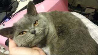 Cute British Shorthair Cat talking [upl. by Nahc]