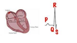 The basics of the ECG in 5 min [upl. by Oika]