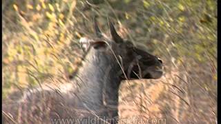 Nilgai at Sariska Tiger Reserve [upl. by Ligriv]