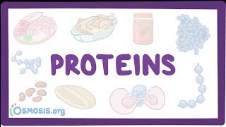 Proteins [upl. by Leilamag]