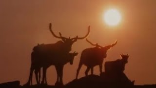 Caribou Migration to the Arctic  BBC Studios [upl. by Ximena506]