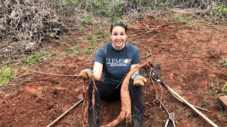 HOW TO REMOVE AND CONTROL KUDZU Kuzu Around Your Garden No Weed Killer  Auxhart Gardening [upl. by Mindi]