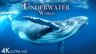 Underwater World 4K  Incredible Colorful Ocean Life  Marine Life  Scenic Relaxation Film [upl. by Newlin808]