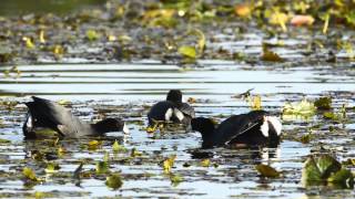 The American Coot [upl. by Analrahc935]