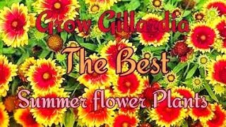 How to Grow GAILLARDIA at Home and Garden in a easy Way [upl. by Rika]