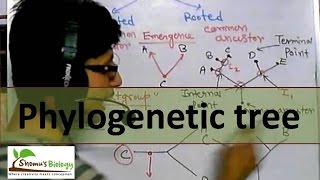 Phylogenetic tree [upl. by Sandi]