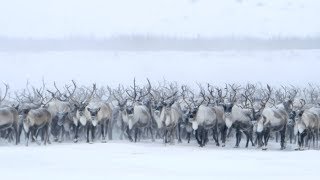 The barrenground caribou [upl. by Amarette160]