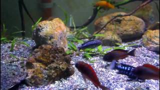 Planted African Aquarium with Firecracker tropheus and Auloncara sp turkis [upl. by Gnem]