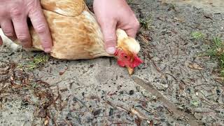 How to hypnotize a chicken [upl. by Richardson]