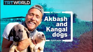 My Turkey Native dog breeds Kangal and Akbash [upl. by Ragen]