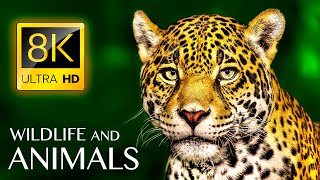 Animals amp Wildlife 8K ULTRA HD • Relaxing Music and Nature Sounds 8K TV [upl. by Arissa]