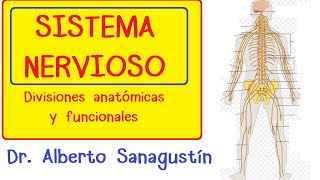 SISTEMA NERVIOSO explicado FÁCIL anatomía y fisiología [upl. by Asinla]