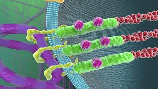 Cell–Extracellular Matrix Mechanobiology [upl. by Yankee]