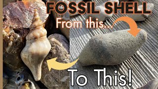 Fossil Shell Polishing Tutorial [upl. by Nnylamme]