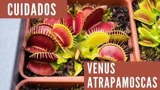 Hablemos de Dionaea muscipula  Cuidados de Venus atrapamoscas  Carnivorous Land [upl. by Oiluig]