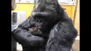 Koko the talking gorilla  60 Minutes Australia [upl. by Erdnassac]