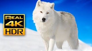 Majestic Winter Wildlife in 4K HDR 🐺❄️Arctic Wolves Foxes and More  Relax Music 4K TV Screensaver [upl. by Bambie]