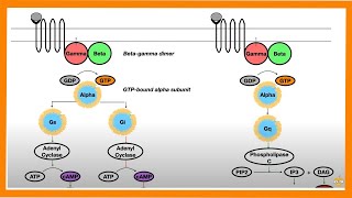 Signal Transduction Pathways GProtein Receptor Tyrosine Kinase cGMP [upl. by Eesac]