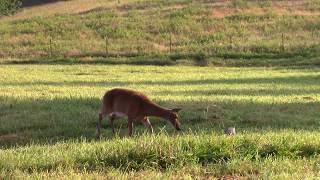 FAWN DISTRESS  DEER and COYOTE Magnet [upl. by Adnirual]