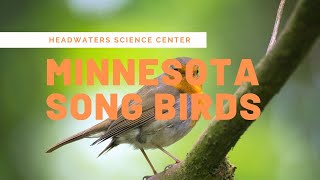 Minnesota Bird Calls [upl. by Kingsly]