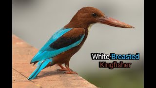 White Breasted Kingfisher  किलकिला  Kingfisher Sound  Halcyon smyrnensis [upl. by Llener441]