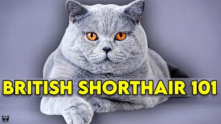 British Shorthair Cat 101  Learn EVERYTHING About Them [upl. by Atoiyanap8]