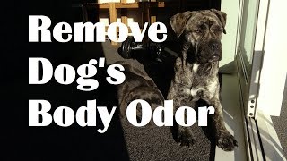 How to Remove Dog Odor Help dog smell nice [upl. by Kirbee]