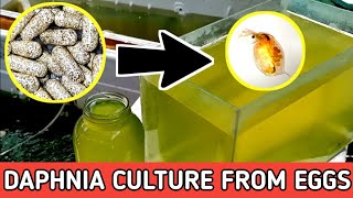 HOW TO HATCH DAPHNIA EGGS  HOW TO CULTURE DAPHNIA [upl. by Mikey987]