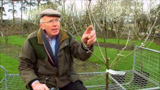 How to Prune Young Fruit Trees [upl. by Zelten801]