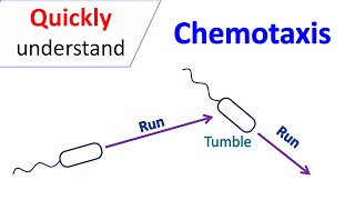 Chemotaxis [upl. by At52]