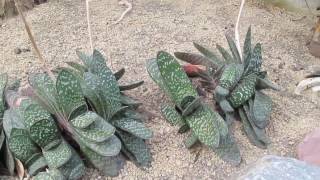 Succulents Gasteria Maculata [upl. by Ainahs734]