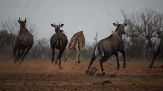 Nilgai Hunt at the G2 Ranch [upl. by Lebaron]