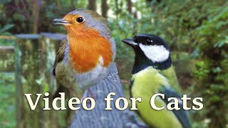 Videos for Cats  Birds Chirping at The Forest Gate  8 HOURS [upl. by Yttiy]