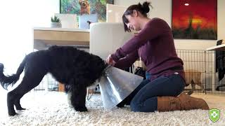 Introducing Your Dog to the Cone — Dog Training Tips — Preventive Vet [upl. by Trevethick728]