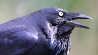 Australian Raven calling [upl. by Selie438]