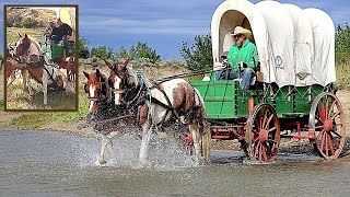 🐎 Rookie Horses TAKE OFF with Covered Wagon 😱  Old West Horse amp Covered Wagon on MT Wagon Train [upl. by Odlaner394]