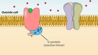 Ionotropic and Metabotropic Receptors [upl. by Normac]