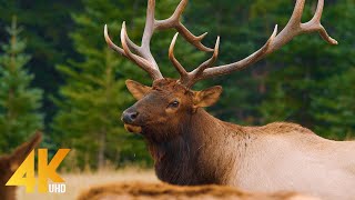 Wild Animals of Canada in 4K UHD  Part 1  Beautiful Deer and Elks  Best of Wild Canada [upl. by Chu39]