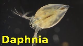 Daphnia [upl. by Evangelist]